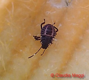 Halyomorpha halys su fiori di zucca Tabergmoutz