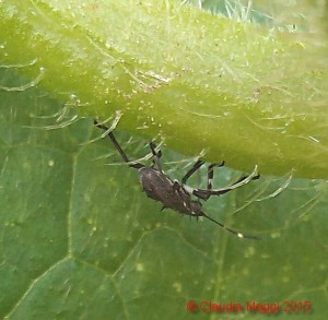 Halyomorpha halys su foglia di Benincasa hispida (1)