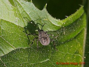 Halyomorpha halys su foglia di Benincasa hispida (3)