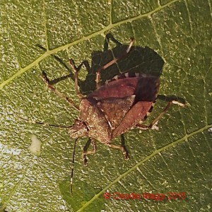 Halyomorpha halys su foglia di fico (1)