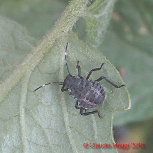 Halyomorpha halys su foglia di pomodoro