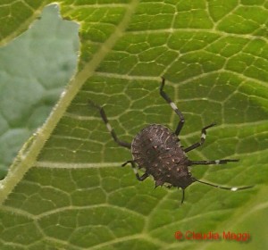 Halyomorpha halys su foglia di zucca trombetta di Albenga