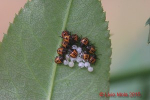 Halyomorpha halys su rosa