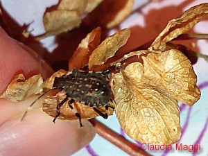 Halyomorpha halys su semi di Atriplex hortensis