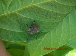 Halyomorpha halys - ninfa su soia